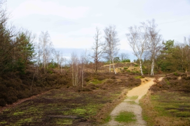 Een wandelweg loopt door de zandduinen met kale grond en enkele mossen, struikheide en verspreide berken en dennen.