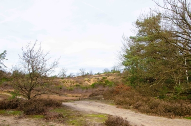 Een wandelweg loopt door de zandduinen met kale grond en enkele mossen, struikheide en verspreide berken en dennen.