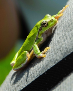 Wandel vanuit Vakantiehuis De Luysmolen recht de natuur van het Kempenbroek in