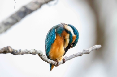 Wandel vanuit Vakantiehuis De Luysmolen recht de natuur van het Kempenbroek in