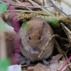 Wandel vanuit Vakantiehuis De Luysmolen recht de natuur van het Kempenbroek in