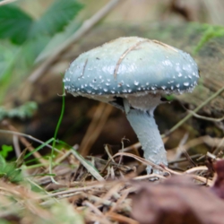 Wandel door de grensoverschrijdende moerassen van Smeetshof en Wijfelterbroek en sta oog in oog met de Tauros. 