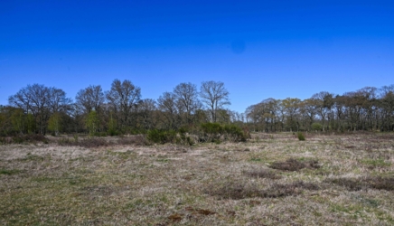 Wandel door de grensoverschrijdende moerassen van Smeetshof en Wijfelterbroek en sta oog in oog met de Tauros. 