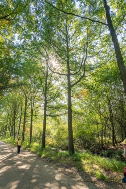 Wandel door de grensoverschrijdende moerassen van Smeetshof en Wijfelterbroek en sta oog in oog met de Tauros. 