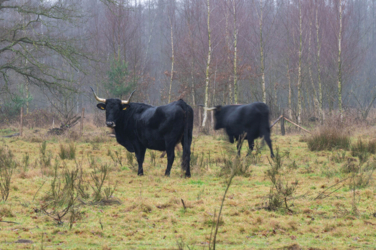Wandel door de grensoverschrijdende moerassen van Smeetshof en Wijfelterbroek en sta oog in oog met de Tauros. 
