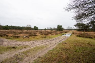 Stap de deur van Vakantiehuis De Luysmolen uit en start onmiddellijk de 104 km lange afstandswandeling die de belangrijkste natuurgebieden van het Kempenbroek aan elkaar rijgt. Geen zorg voor je overnachtingen. Onze breng- en haalservice pikt je 's avonds gewoon terug op. 