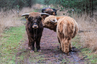 Stap de deur van Vakantiehuis De Luysmolen uit en start onmiddellijk de 104 km lange afstandswandeling die de belangrijkste natuurgebieden van het Kempenbroek aan elkaar rijgt. Geen zorg voor je overnachtingen. Onze breng- en haalservice pikt je 's avonds gewoon terug op. 