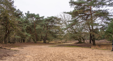 Stap de deur van Vakantiehuis De Luysmolen uit en start onmiddellijk de 104 km lange afstandswandeling die de belangrijkste natuurgebieden van het Kempenbroek aan elkaar rijgt. Geen zorg voor je overnachtingen. Onze breng- en haalservice pikt je 's avonds gewoon terug op. 