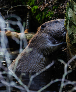 Maak kennis met deze natuurlijke waterbeheerder