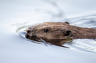 Maak kennis met deze natuurlijke waterbeheerder