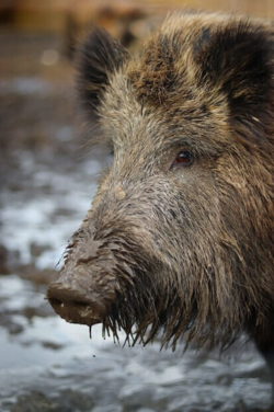Speur mee Wildlife in het Kempenbroek