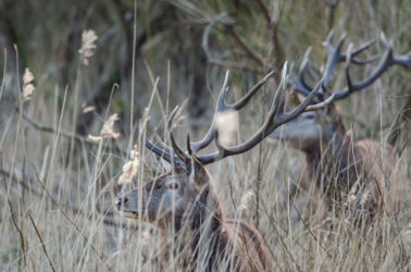 Speur mee Wildlife in het Kempenbroek