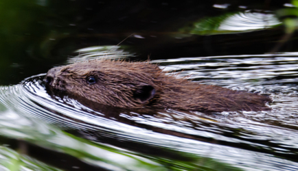 Speur mee Wildlife in het Kempenbroek
