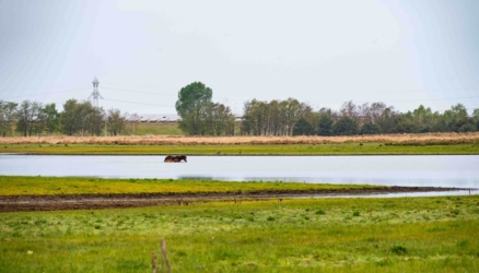 Ontdek dit verborgen pareltje van het Kempenbroek en ga struinen tussen de kudde Taurossen en de dartele Exmoor Pony's. Vanaf mei kleurt het blauw van de bloeiende lupinnen.