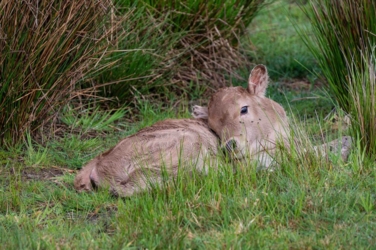 Ontdek dit verborgen pareltje van het Kempenbroek en ga struinen tussen de kudde Taurossen en de dartele Exmoor Pony's. Vanaf mei kleurt het blauw van de bloeiende lupinnen.