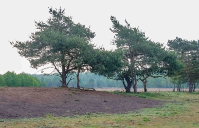 Ontdek dit verborgen pareltje van het Kempenbroek en ga struinen tussen de kudde Taurossen en de dartele Exmoor Pony's. Vanaf mei kleurt het blauw van de bloeiende lupinnen.