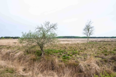 Ontdek dit verborgen pareltje van het Kempenbroek en ga struinen tussen de kudde Taurossen en de dartele Exmoor Pony's. Vanaf mei kleurt het blauw van de bloeiende lupinnen.