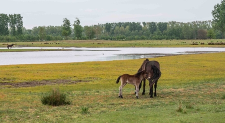 Ontdek dit verborgen pareltje van het Kempenbroek en ga struinen tussen de kudde Taurossen en de dartele Exmoor Pony's. Vanaf mei kleurt het blauw van de bloeiende lupinnen.