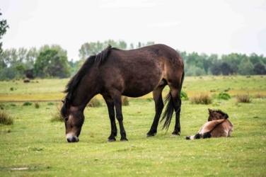 Ontdek dit verborgen pareltje van het Kempenbroek en ga struinen tussen de kudde Taurossen en de dartele Exmoor Pony's. Vanaf mei kleurt het blauw van de bloeiende lupinnen.