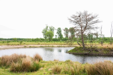 Ontdek dit verborgen pareltje van het Kempenbroek en ga struinen tussen de kudde Taurossen en de dartele Exmoor Pony's. Vanaf mei kleurt het blauw van de bloeiende lupinnen.