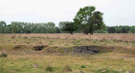 Ontdek dit verborgen pareltje van het Kempenbroek en ga struinen tussen de kudde Taurossen en de dartele Exmoor Pony's. Vanaf mei kleurt het blauw van de bloeiende lupinnen.