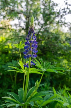 Ontdek dit verborgen pareltje van het Kempenbroek en ga struinen tussen de kudde Taurossen en de dartele Exmoor Pony's. Vanaf mei kleurt het blauw van de bloeiende lupinnen.