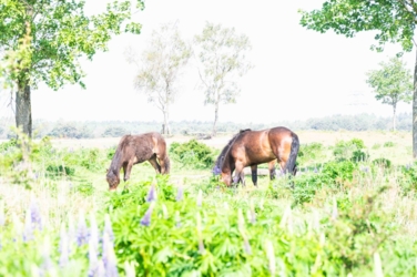 Ontdek dit verborgen pareltje van het Kempenbroek en ga struinen tussen de kudde Taurossen en de dartele Exmoor Pony's. Vanaf mei kleurt het blauw van de bloeiende lupinnen.