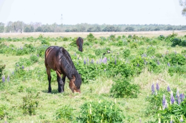 Ontdek dit verborgen pareltje van het Kempenbroek en ga struinen tussen de kudde Taurossen en de dartele Exmoor Pony's. Vanaf mei kleurt het blauw van de bloeiende lupinnen.