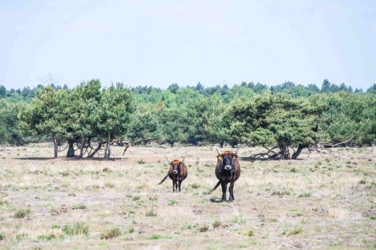 Ontdek dit verborgen pareltje van het Kempenbroek en ga struinen tussen de kudde Taurossen en de dartele Exmoor Pony's. Vanaf mei kleurt het blauw van de bloeiende lupinnen.