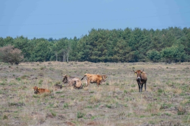 Ontdek dit verborgen pareltje van het Kempenbroek en ga struinen tussen de kudde Taurossen en de dartele Exmoor Pony's. Vanaf mei kleurt het blauw van de bloeiende lupinnen.