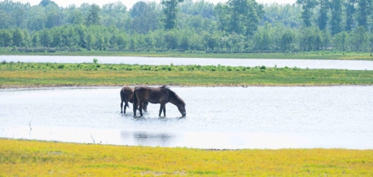 Ontdek dit verborgen pareltje van het Kempenbroek en ga struinen tussen de kudde Taurossen en de dartele Exmoor Pony's. Vanaf mei kleurt het blauw van de bloeiende lupinnen.