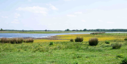Ontdek dit verborgen pareltje van het Kempenbroek en ga struinen tussen de kudde Taurossen en de dartele Exmoor Pony's. Vanaf mei kleurt het blauw van de bloeiende lupinnen.