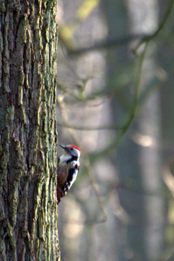 Bewonder je met LeefJeNatuur over de rijke vogelwereld in de Luysen en de St.- Maartensheide.