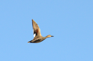 Bewonder je met LeefJeNatuur over de rijke vogelwereld in de Luysen en de St.- Maartensheide.