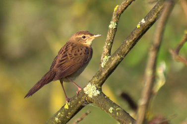 Bewonder je met LeefJeNatuur over de rijke vogelwereld in de Luysen en de St.- Maartensheide.