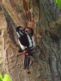 Bewonder je met LeefJeNatuur over de rijke vogelwereld in de Luysen en de St.- Maartensheide.