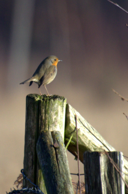Bewonder je met LeefJeNatuur over de rijke vogelwereld in de Luysen en de St.- Maartensheide.