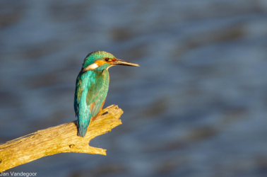Bewonder je met LeefJeNatuur over de rijke vogelwereld in de Luysen en de St.- Maartensheide.