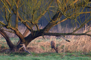 Wanneer de avondmist een licht sluier over het landschap trekt komt de natuur tot leven. Geniet mee van een mysterieuze avondtocht in het Kempenbroek.