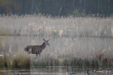 Hindenlopen en Bokkensprongen, Weekend Hertenbrons in het Kempenbroek