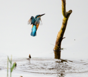 Heel wat fotografen uit binnen- en buitenland komen in de observatiehutten van de Luysen hun ultieme foto van ijsvogels of andere zeldzame dieren maken!