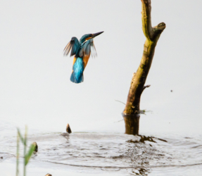 Dierfotografie in de Luysen