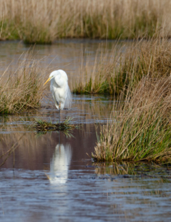 Heel wat fotografen uit binnen- en buitenland komen in de observatiehutten van de Luysen hun ultieme foto van ijsvogels of andere zeldzame dieren maken!