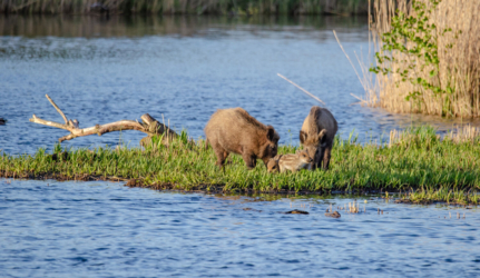 Heel wat fotografen uit binnen- en buitenland komen in de observatiehutten van de Luysen hun ultieme foto van ijsvogels of andere zeldzame dieren maken!