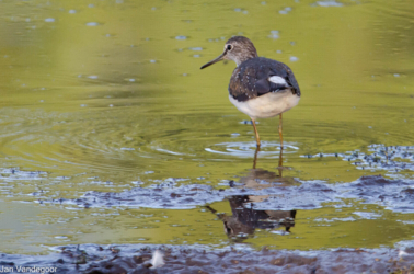 Heel wat fotografen uit binnen- en buitenland komen in de observatiehutten van de Luysen hun ultieme foto van ijsvogels of andere zeldzame dieren maken!
