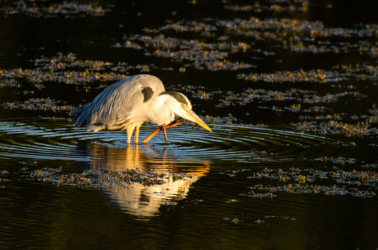 Heel wat fotografen uit binnen- en buitenland komen in de observatiehutten van de Luysen hun ultieme foto van ijsvogels of andere zeldzame dieren maken!