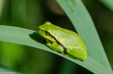 Dierfotografie in de Luysen