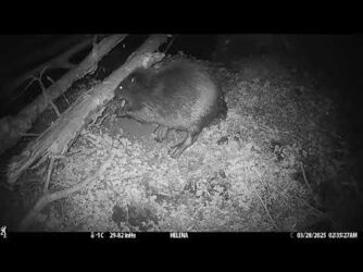 Bever Binkermolen 2