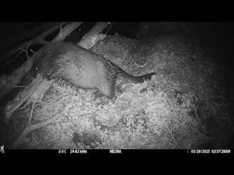 Bever Binkermolen 1