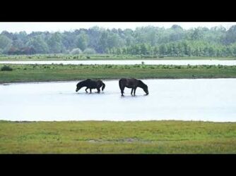 Exmoor Pony's Loozerheide